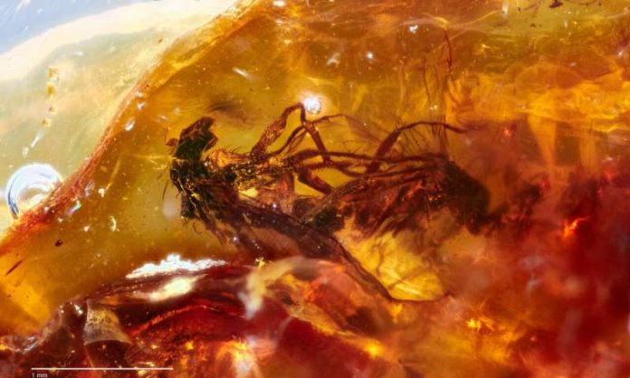 Study Fossil trove sheds light on ancient antipodean ecology Study: Fossil trove sheds light on ancient antipodean ecology