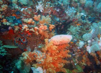 Study: Using sponges to wipe out cancer Study: Using sponges to wipe out cancer