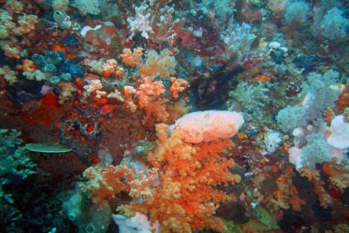 Study: Using sponges to wipe out cancer