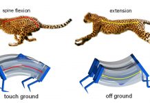 Inspired By Cheetahs, Scientists Build Fastest Soft Robots Yet Inspired By Cheetahs, Scientists Build Fastest Soft Robots Yet