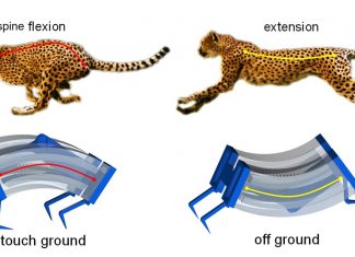 Inspired By Cheetahs, Scientists Build Fastest Soft Robots Yet Inspired By Cheetahs, Scientists Build Fastest Soft Robots Yet