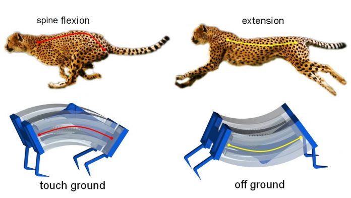 Inspired By Cheetahs, Scientists Build Fastest Soft Robots Yet