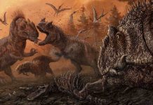 New research finds cannibalism in predatory dinosaurs New research finds cannibalism in predatory dinosaurs
