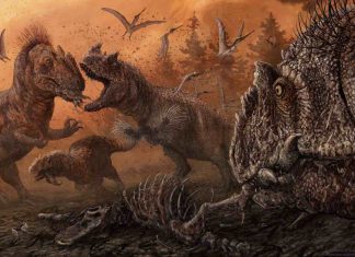 New research finds cannibalism in predatory dinosaurs New research finds cannibalism in predatory dinosaurs