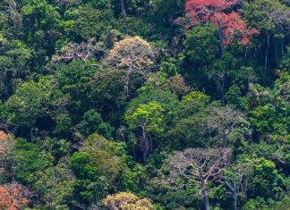 Researchers identify a temperature tipping point for tropical forests Researchers identify a temperature tipping point for tropical forests
