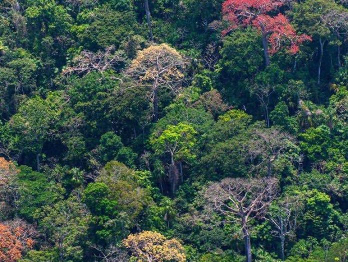 Researchers identify a temperature tipping point for tropical forests Researchers identify a temperature tipping point for tropical forests