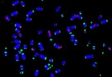 Scientists find protein that helps cancer cells to survive Scientists find protein that helps cancer cells to survive