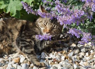 Scientists reveal the evolutionary origins of the plant that sends cats into a frenzy