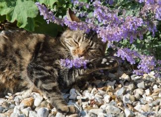 Scientists reveal the evolutionary origins of the plant that sends cats into a frenzy Scientists reveal the evolutionary origins of the plant that sends cats into a frenzy