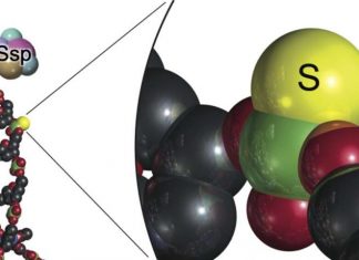 Scientists uncover new anti-phage defense mechanisms Scientists uncover new anti-phage defense mechanisms