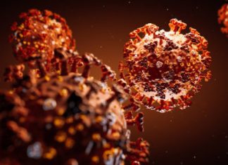 Study: Antibody blocks infection by the SARS-CoV-2 in cells Study: Antibody blocks infection by the SARS-CoV-2 in cells