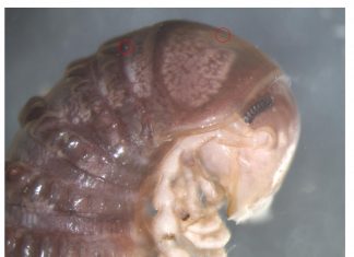 Study: Bizarre new species discovered… on Twitter Study: Bizarre new species discovered... on Twitter