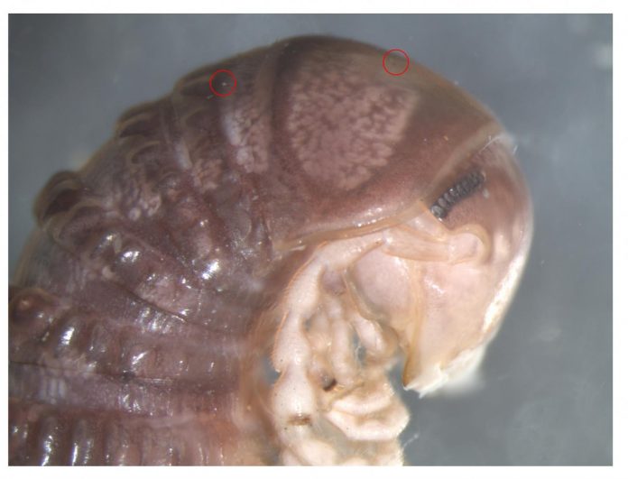Study Bizarre new species discovered... on Twitter Study: Bizarre new species discovered... on Twitter