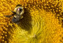 Study: Bumble Bee Disease, Reproduction Shaped by Flowering Strip Plants Study: Bumble Bee Disease, Reproduction Shaped by Flowering Strip Plants