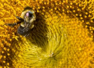 Study: Bumble Bee Disease, Reproduction Shaped by Flowering Strip Plants