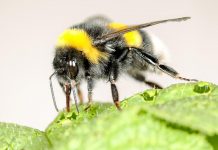 Study: Bumblebees speed up flowering Study: Bumblebees speed up flowering