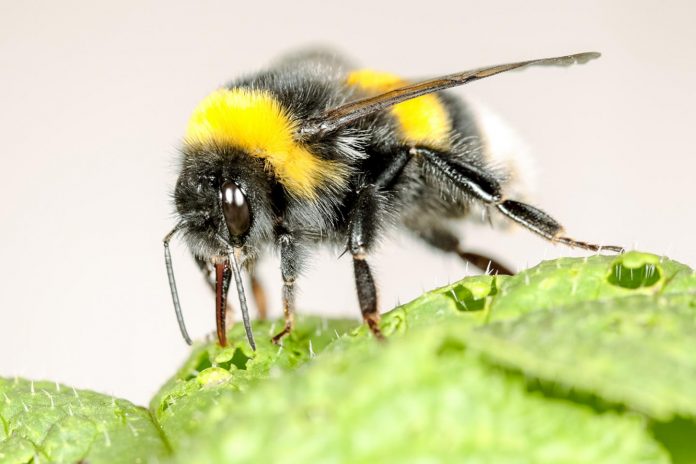 Study: Bumblebees speed up flowering