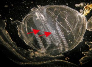 Study: Cannibalism helps invading invertebrates survive severe conditions Study: Cannibalism helps invading invertebrates survive severe conditions