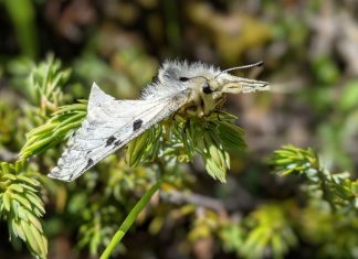 Study: Climate change could cause decline of some alpine butterfly species