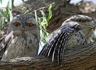 Study: DNA sheds light on frogmouth’s flight to Australia Study: DNA sheds light on frogmouth’s flight to Australia