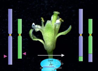 Study: Exchange of arms between chromosomes using molecular scissors Study: Exchange of arms between chromosomes using molecular scissors