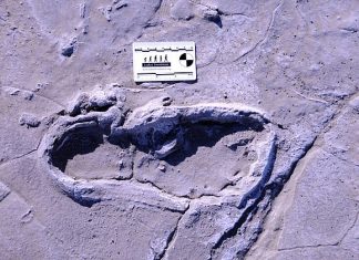 Study: Fossilized footprints suggest ancient humans divided labor