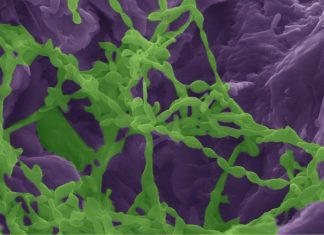 Study: Microorganisms in parched regions extract needed water from colonized rocks Study: Microorganisms in parched regions extract needed water from colonized rocks