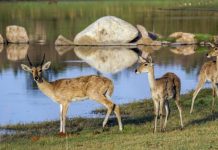 Study: Migration patterns reveal an Eden for ancient humans and animals Study: Migration patterns reveal an Eden for ancient humans and animals