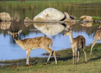 Study: Migration patterns reveal an Eden for ancient humans and animals Study: Migration patterns reveal an Eden for ancient humans and animals