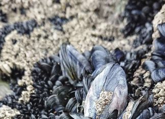 Study: Mussel reefs heighten risk of microplastic exposure and consumption Study: Mussel reefs heighten risk of microplastic exposure and consumption