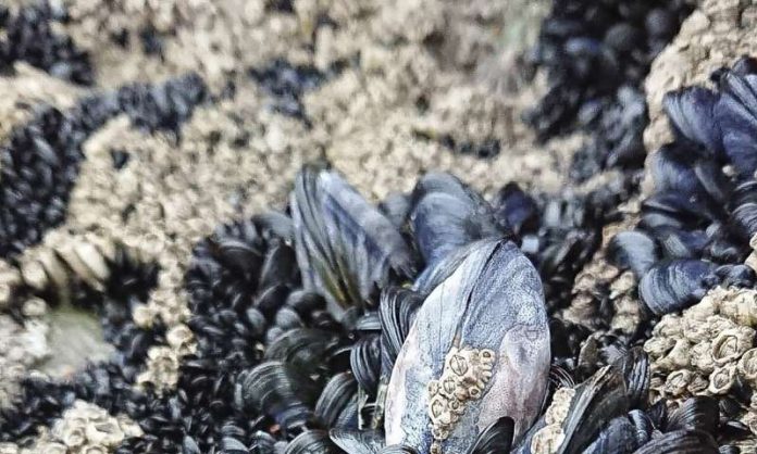 Study: Mussel reefs heighten risk of microplastic exposure and consumption