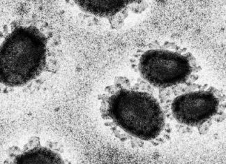 Study: Mutations in SARS-CoV-2 offer insights into virus evolution