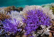 Study: Mysterious glowing coral reefs are fighting to recover Study: Mysterious glowing coral reefs are fighting to recover