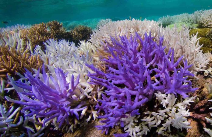 Study: Mysterious glowing coral reefs are fighting to recover