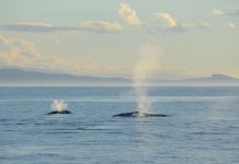 Study: New Zealand blue whale distribution patterns tied to ocean conditions, prey availability Study: New Zealand blue whale distribution patterns tied to ocean conditions, prey availability