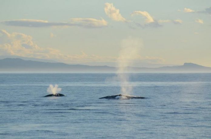 Study: New Zealand blue whale distribution patterns tied to ocean conditions, prey availability