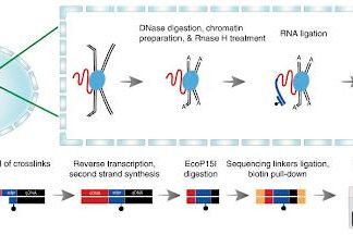 Study: New technology will show how RNA regulates gene activity Study: New technology will show how RNA regulates gene activity