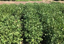 Study: Summer forage capabilities of tepary bean and guar in the southern great plains Study: Summer forage capabilities of tepary bean and guar in the southern great plains
