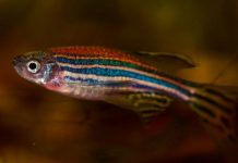 uOttawa Scientists discover new sex hormone uOttawa Scientists discover new sex hormone