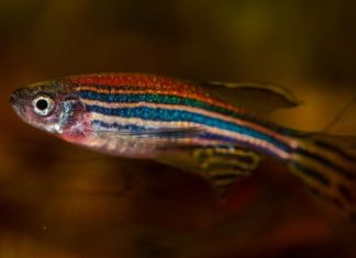 uOttawa Scientists discover new sex hormone uOttawa Scientists discover new sex hormone