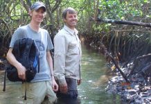 Mangroves at risk if carbon emissions not reduced by 2050 (Study) Mangroves at risk if carbon emissions not reduced by 2050 (Study)