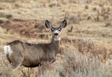 Research reveals impacts of climate change on migrating mule deer Research reveals impacts of climate change on migrating mule deer