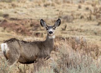 Research reveals impacts of climate change on migrating mule deer Research reveals impacts of climate change on migrating mule deer