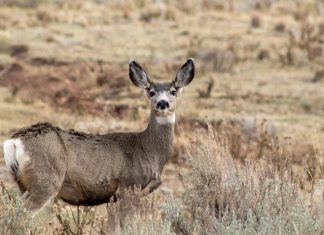 Research reveals impacts of climate change on migrating mule deer