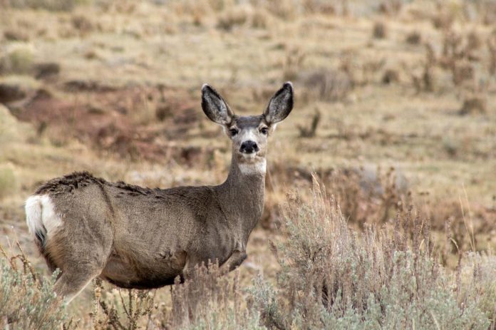 Research reveals impacts of climate change on migrating mule deer