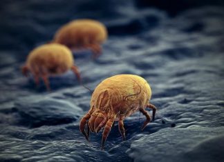 Researchers uncover immune cells that may lower airway allergy and asthma risk Researchers uncover immune cells that may lower airway allergy and asthma risk