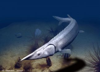 Study: 300-million-year-old fish resembles a sturgeon but took a different evolutionary path Tanyrhinichthys mcallisteri recasts the n Study: 300-million-year-old fish resembles a sturgeon but took a different evolutionary path Tanyrhinichthys mcallisteri recasts the n