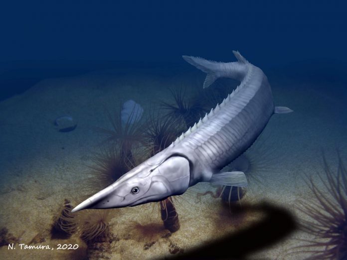 Study: 300-million-year-old fish resembles a sturgeon but took a different evolutionary path Tanyrhinichthys mcallisteri recasts the n