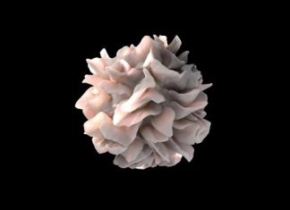 Study: A novel mechanism that triggers a cellular immune response Study: A novel mechanism that triggers a cellular immune response