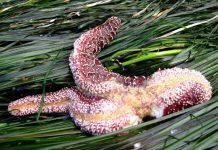 Study: A rising tide of marine disease? How parasites respond to a warming world Study: A rising tide of marine disease? How parasites respond to a warming world